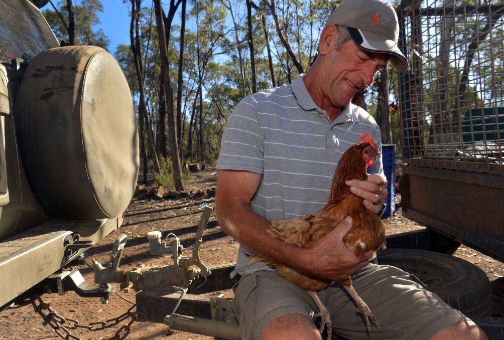 LUCKY: Colin Hetherton with his adventure-seeking hen at their Huntly property. Picture: BRENDAN McCARTHY