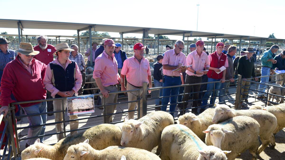 Elders Auctioneer John Sutherland conducts the auction for the charity lambs.