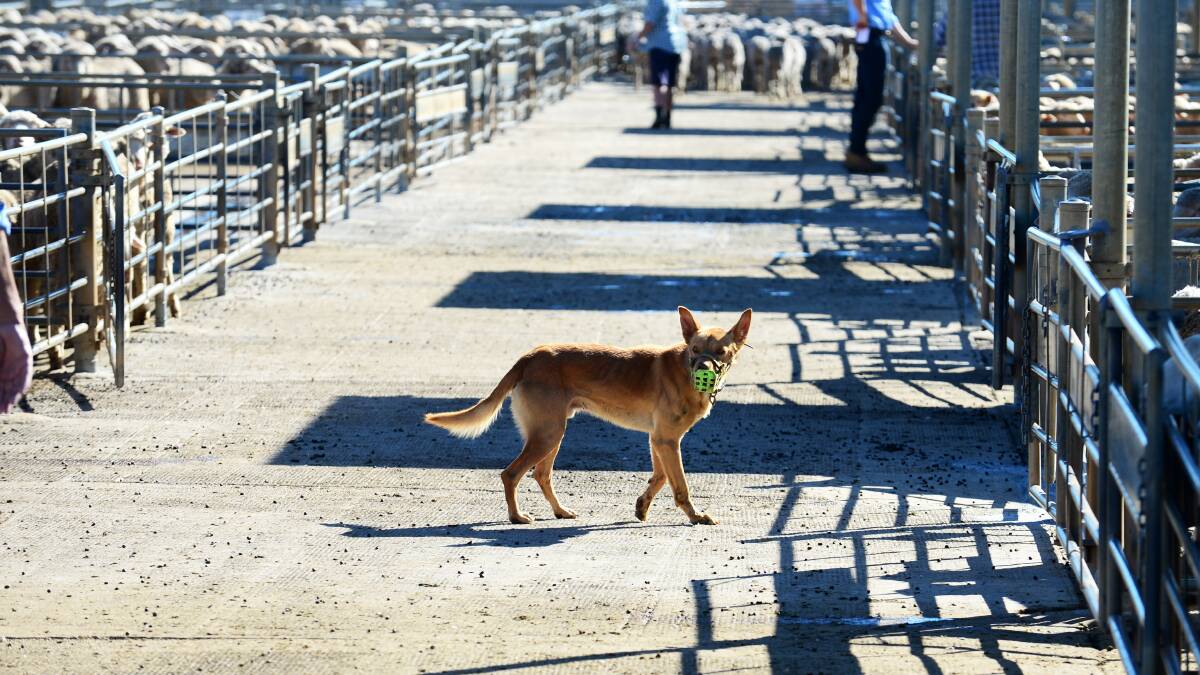 A dog patrols the saleyards. 