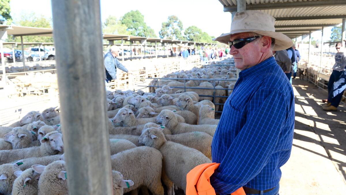 Dennis Atkinson from Berrigan looks over the lambs.