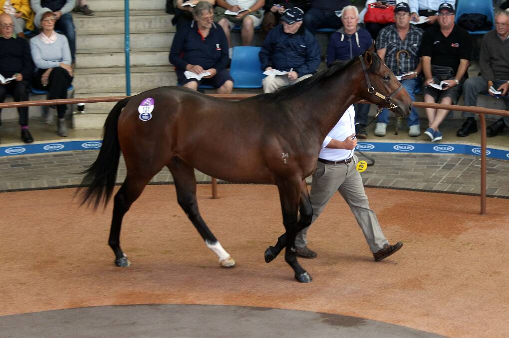 RECORD SALE: Black Caviar's half-brother at the Easter Yearling Sales in Sydney where he sold for $5 million. Picture: FAIRFAX