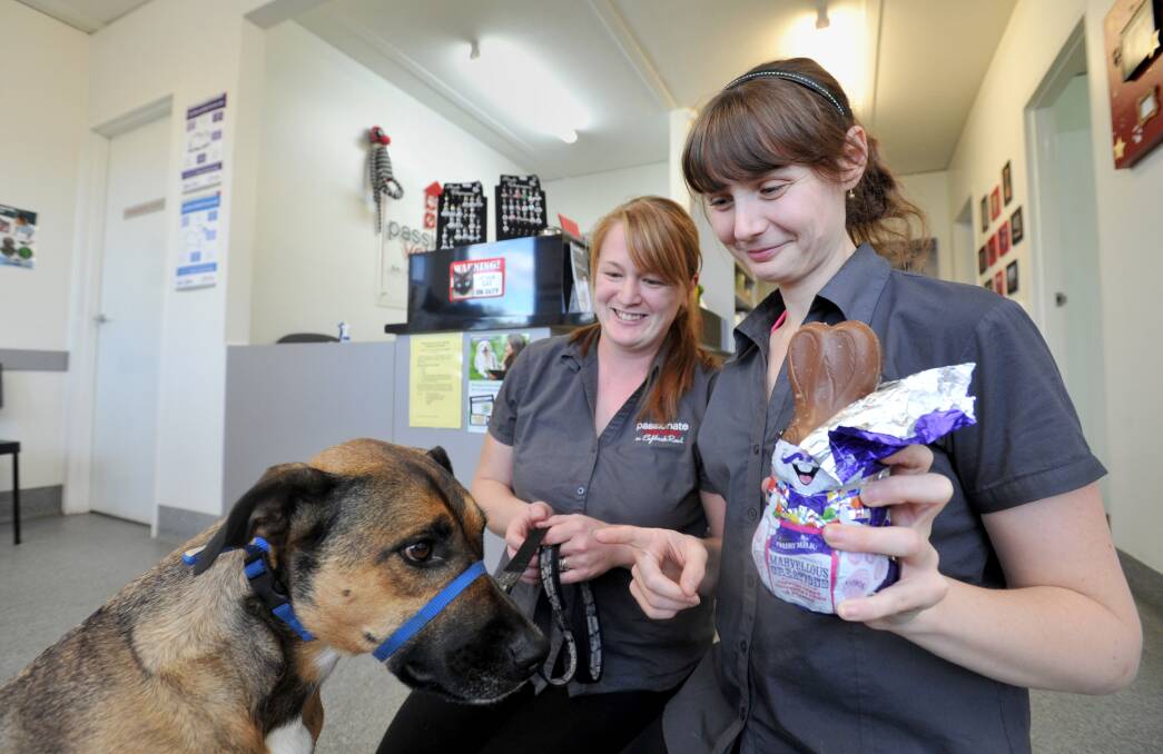 Chocolate sales boom, but no Easter treats for Fido