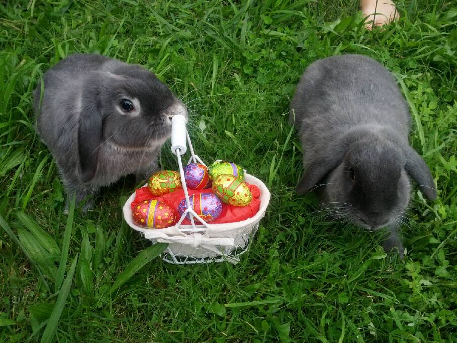 Fiona Dower sent in this picture of her Easter bunnies Lettice, left, and Twitchy getting into the Easter spirit! Thanks Fiona.