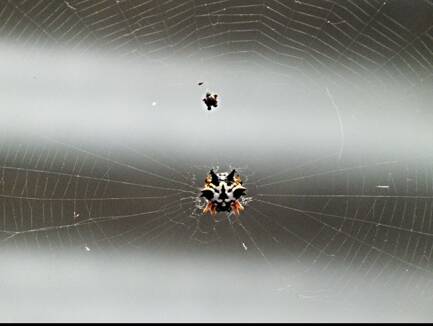 Cool spider web. Picture: KATHY MAHER