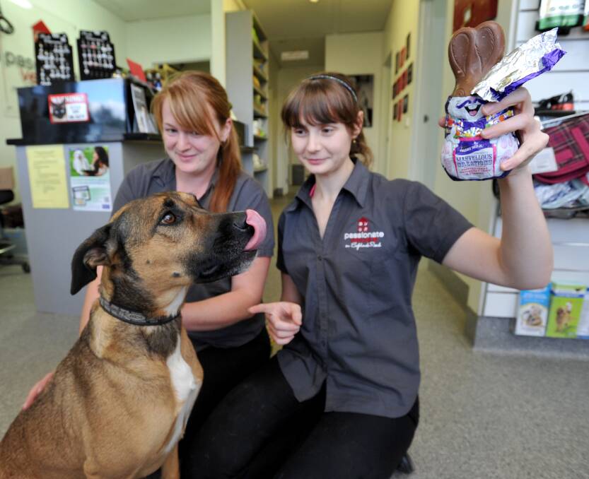 CAREFUL: Passionate Vetcare nurse Emma Flannery and vet Sam Schultz with Jazz. Picture: JODIE DONNELLAN
