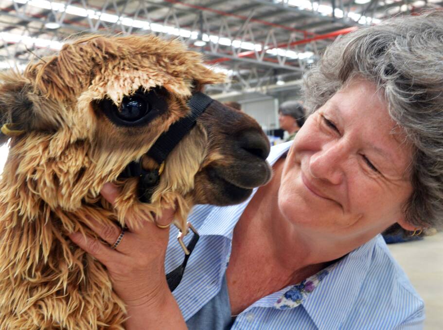 Susan Dobbie of Epacris Alpacas (at Glenburn) with Cinnamon. Picture: BRENDAN McCARTHY