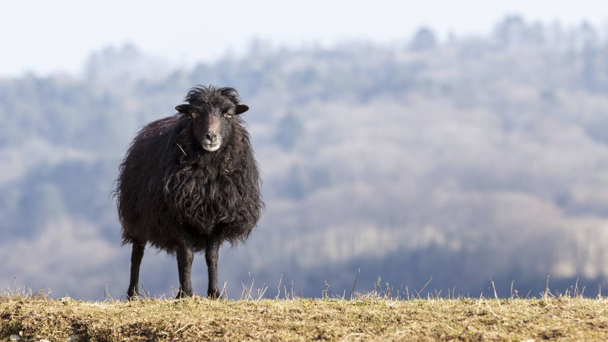 Baa Baa Black Sheep's days may be numbered.