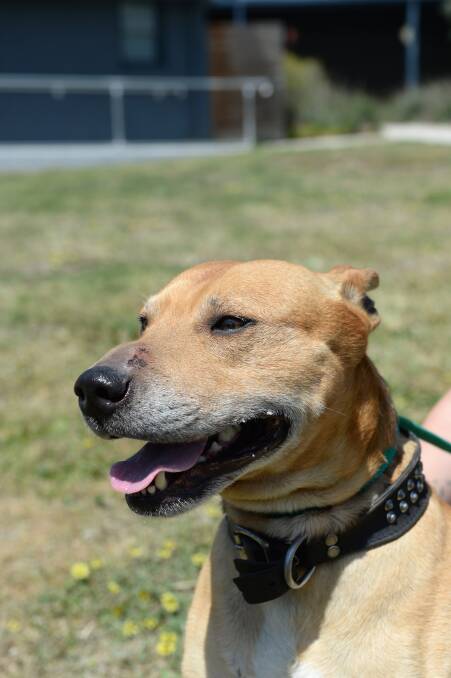 See who's waiting for adoption at the Bendigo and Castlemaine RSPCA shelters.