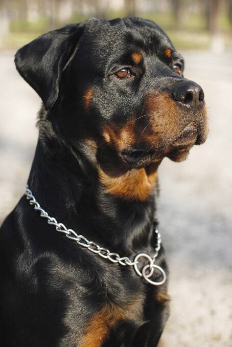A file picture of a rottweiler.