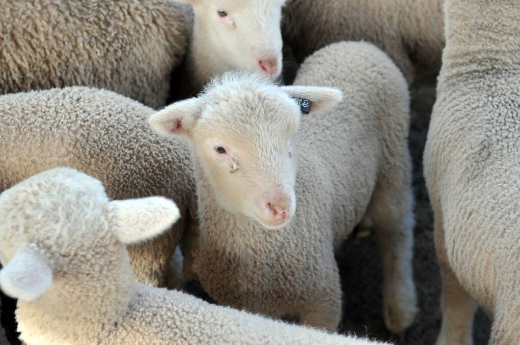 Bendigo sheep and lamb sales 16.03.15