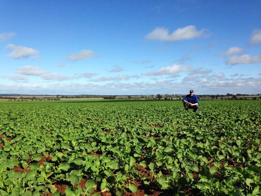 DECENT RAIN: Pyramid Hill farmer Matt Scott hopes for a good harvest this year. Picture: CONTRIBUTED