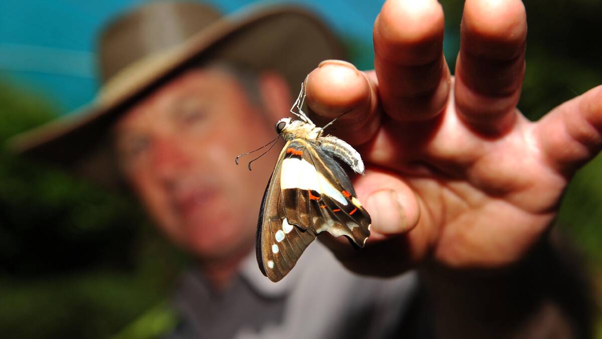Skydancers at Castlemaine - Gary Sobey (Owner of Skydancers) with a blue triangle butterfly on his finger.
pic ; LAURA SCOTT.
 12.01.06