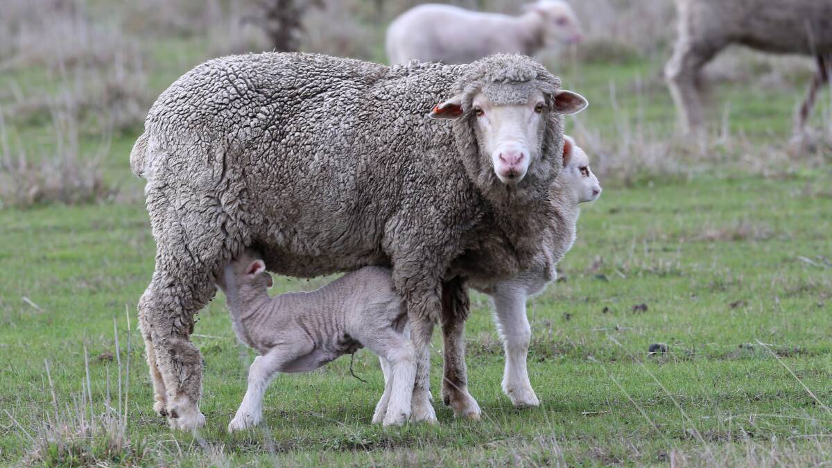 Lambs in fields out Heathcote way.
Picture: Peter Weaving
