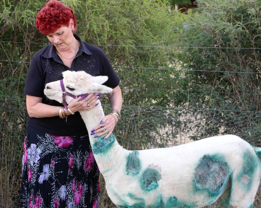 INJURED: Kathy Williams and her alpaca, Extacy, following the attack. Picture: LIZ FLEMING