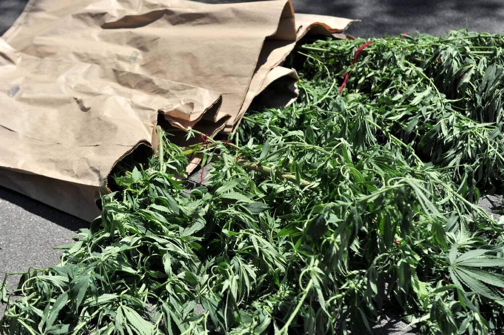 SEIZED: The cannabis plants and dried marijuana. Picture: JODIE DONNELLAN