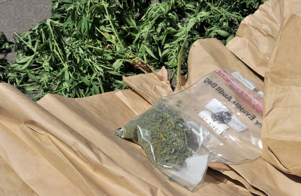SEIZED: The cannabis plants and dried marijuana. Picture: JODIE DONNELLAN