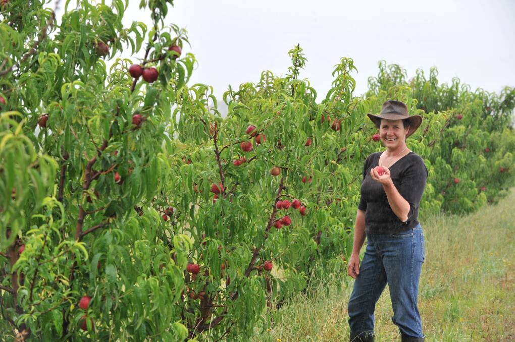 FRUIT GROWER: Katie Finlay on her orchard in Harcourt. Picture: PETER WEAVING