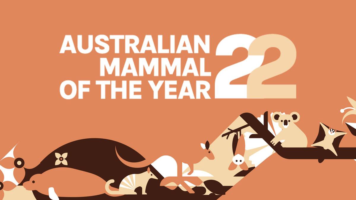 Vote for your favourite Australian Mammal of the Year