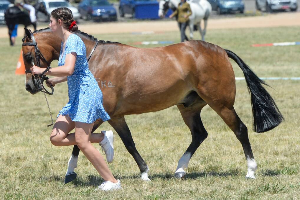 The All Breeds Show Society event at the Bendigo showgrounds. Picture: DARREN HOWE