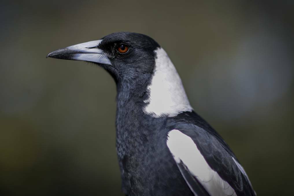 Magpies can become territorial and start swooping during breeding season, in an attempt to protect their young. Picture: ALEX ELLINGHAUSEN