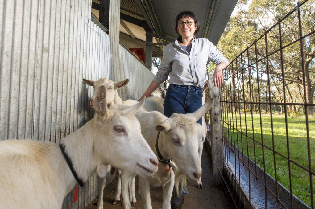 Sophia Christoe has been working at Holy Goat Cheese. Picture: DARREN HOWE