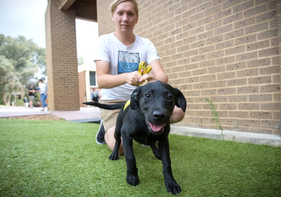 HELPING OUT: Braithe Bowen and assistance dog in training Ameila at La Trobe University. Picture: DARREN HOWE
