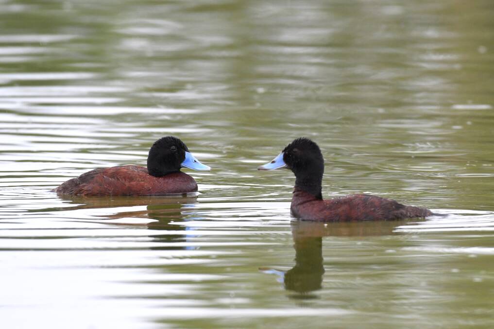 Blue-billed ducks at the Bendigo Water Reclamation Plant in Epsom. Picture: NONI HYETT