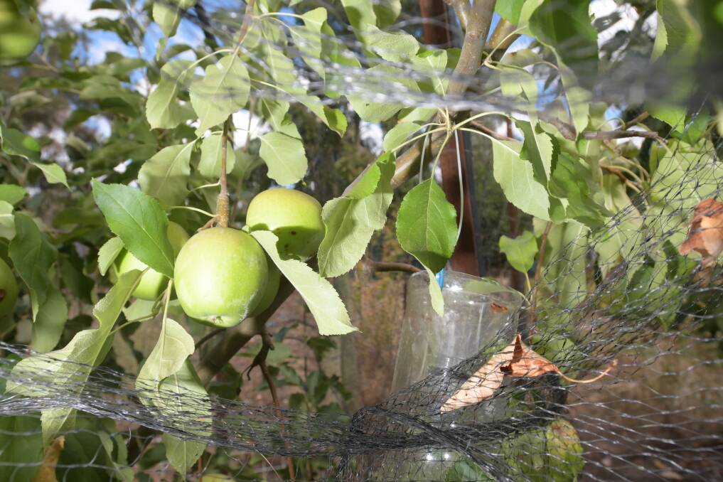 Fruit fly in fruit trees in Ascot. Picture: NONI HYETT