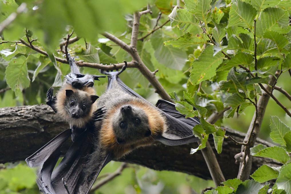 More than 100 grey-headed flying foxes have died in Rosalind Park in the past month. Picture: NONI HYETT