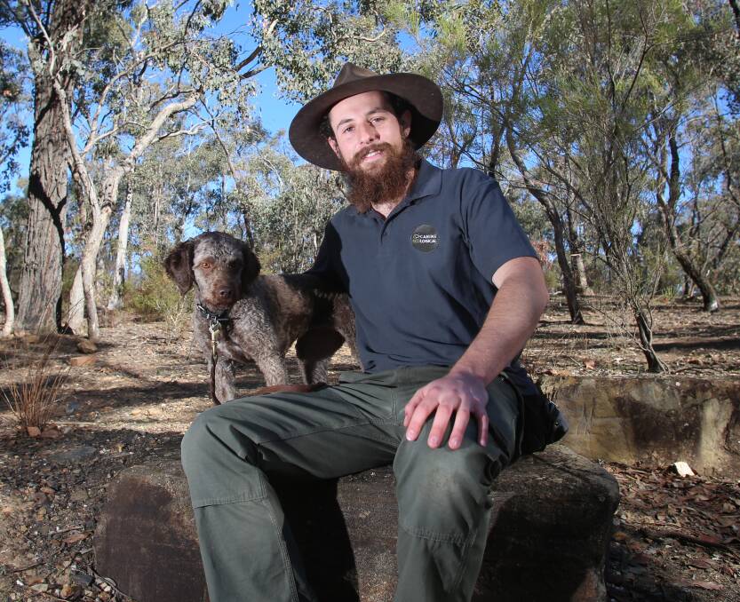 FOCUS: La Trobe University PhD student Nick Rutter and his conservation dog Daisy have been living in Bendigo since 2017. Picture: GLENN DANIELS