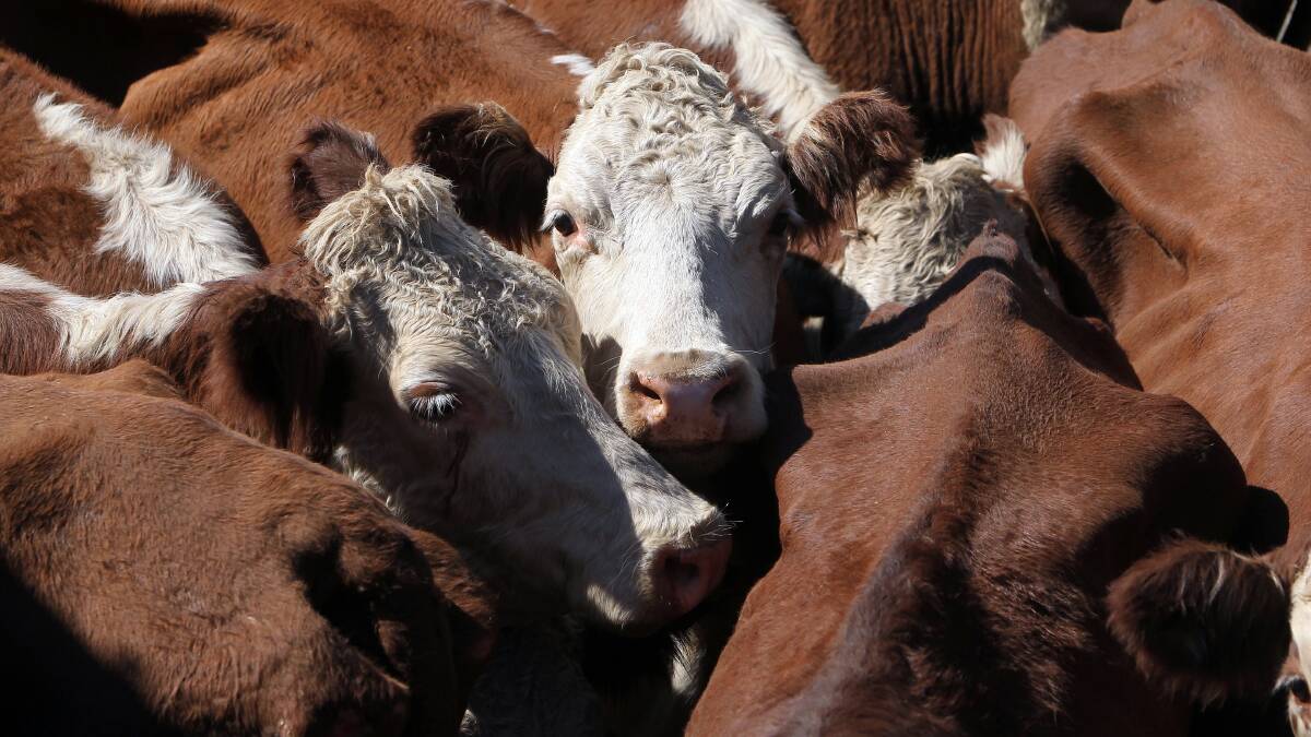 Bendigo livestock market reports | September 18