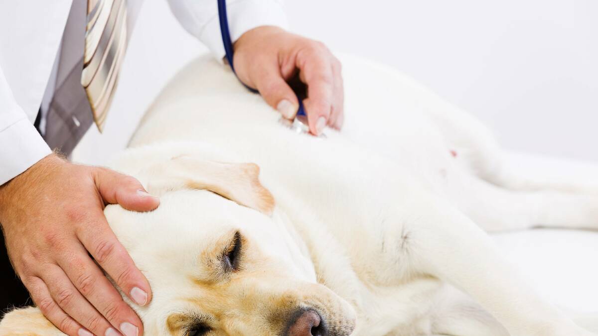 Protect pets from a potential poison