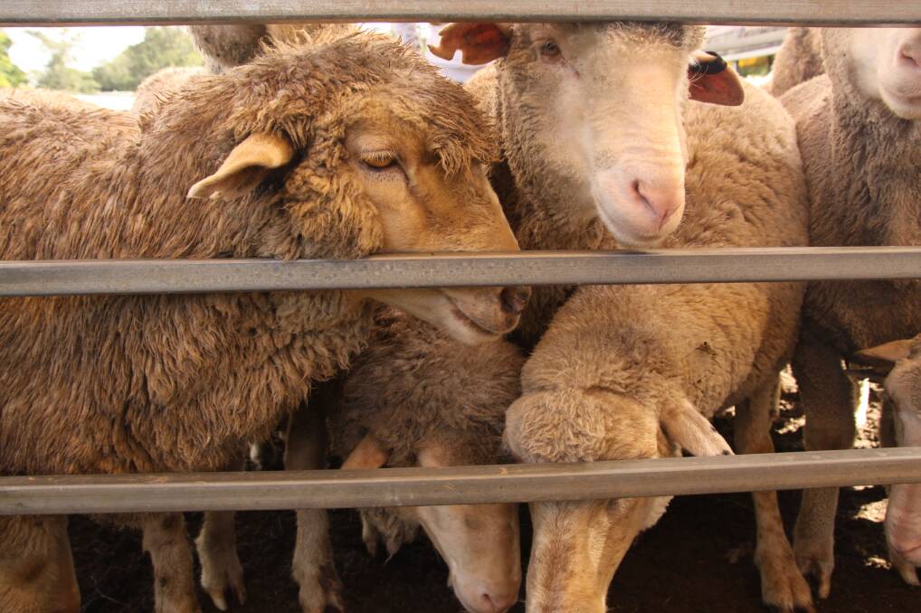 Bendigo livestock markets | May 8
