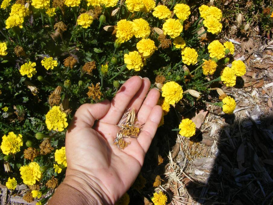 Rays of sunshine: The Marigold produces masses of seed which is easy to collect, sow, and even easier to grow for a splash of colour. Picture: Supplied