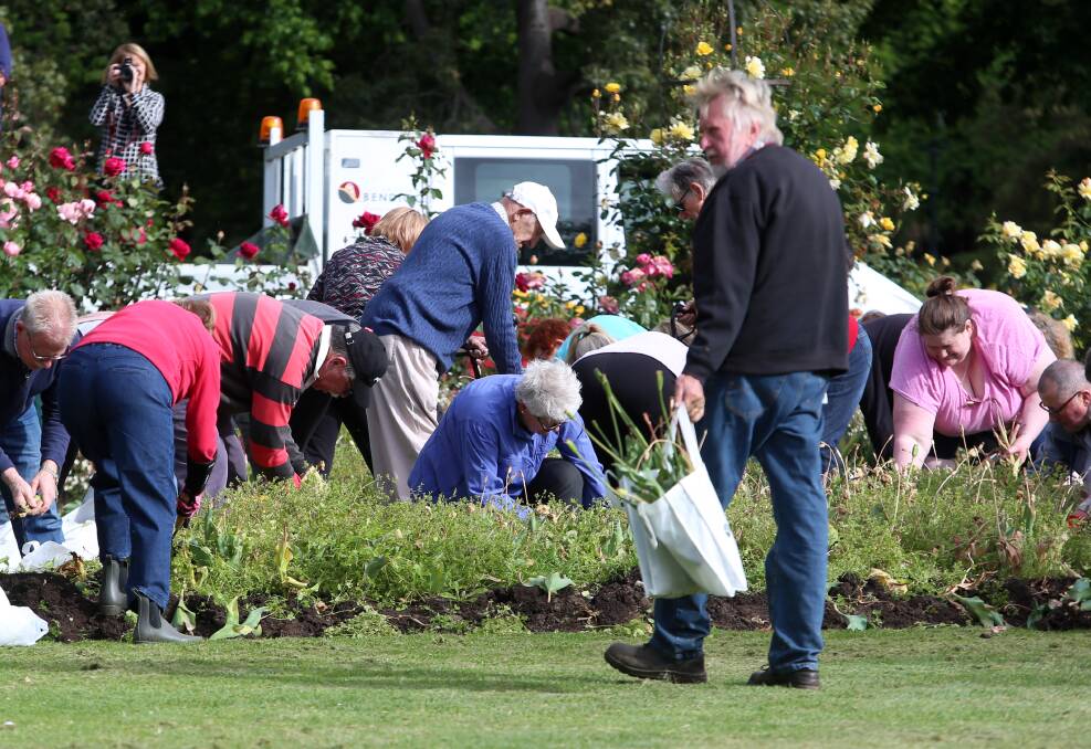 DIG: The public has been invited to take up gardening weapons and dig up about 30,000 tulips as part of the annual tulip dig.