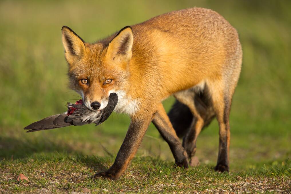 It's been a busy opening to the fox bounty season with more than 1200 scalps handed in. File picture