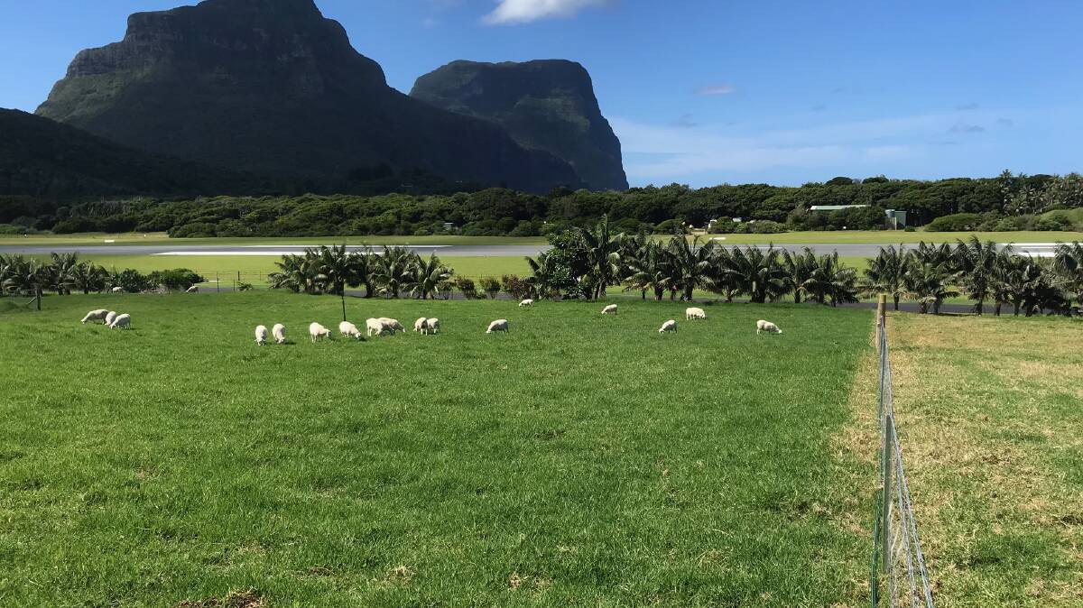 First sheep land on Lord Howe Island in 50 years