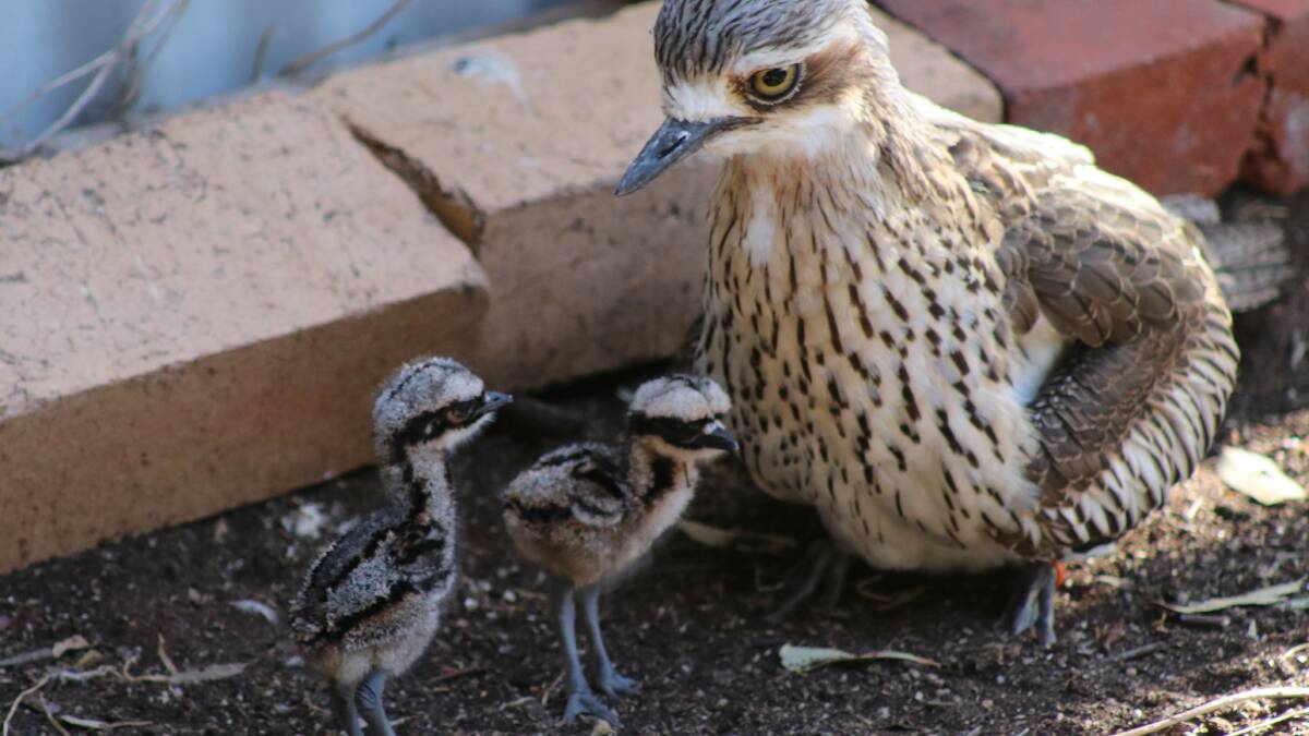Bush stone curlews. Picture: SUPPLIED.