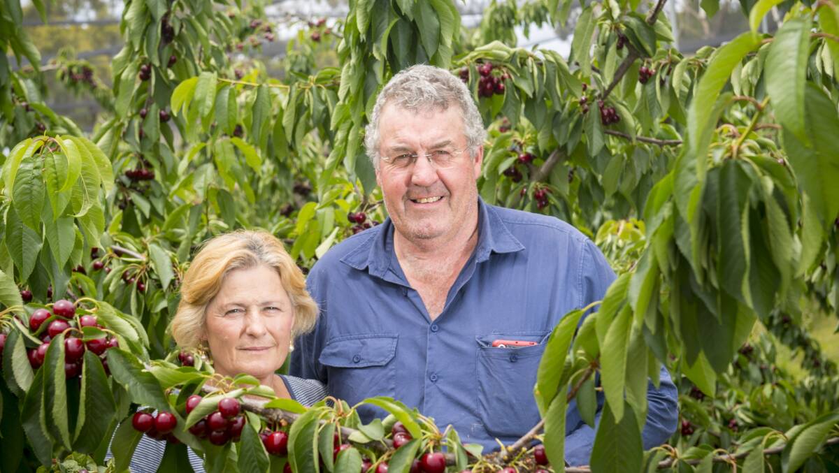 SEASONAL SUCCESS: Suzanne and Colin Pickering have succesfully switched their orchard from apples to cherries. Picture: DARREN HOWE.