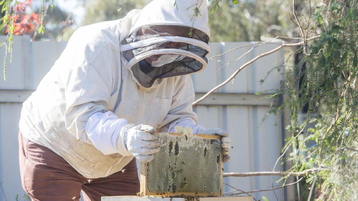 A beekeeper checks his hives. Picture: GLENN DANIELS