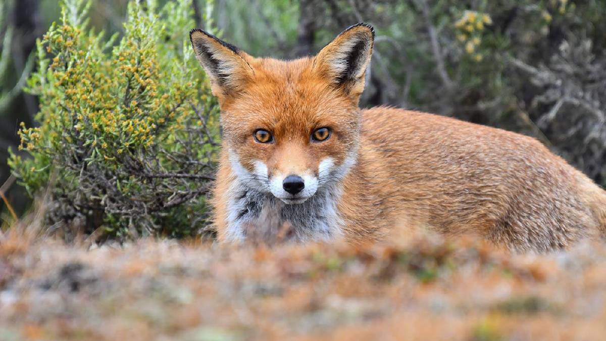 Foxes pose a threat to native species and livestock. Picture: NONI HYETT
