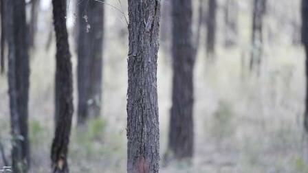 $1322 fine after man caught twice felling illegally in state forest