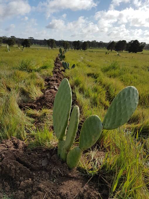 PEAR PLANTATION: Natalie Alexopoulos has discovered the uses of prickly pear on her property. Picture: supplied