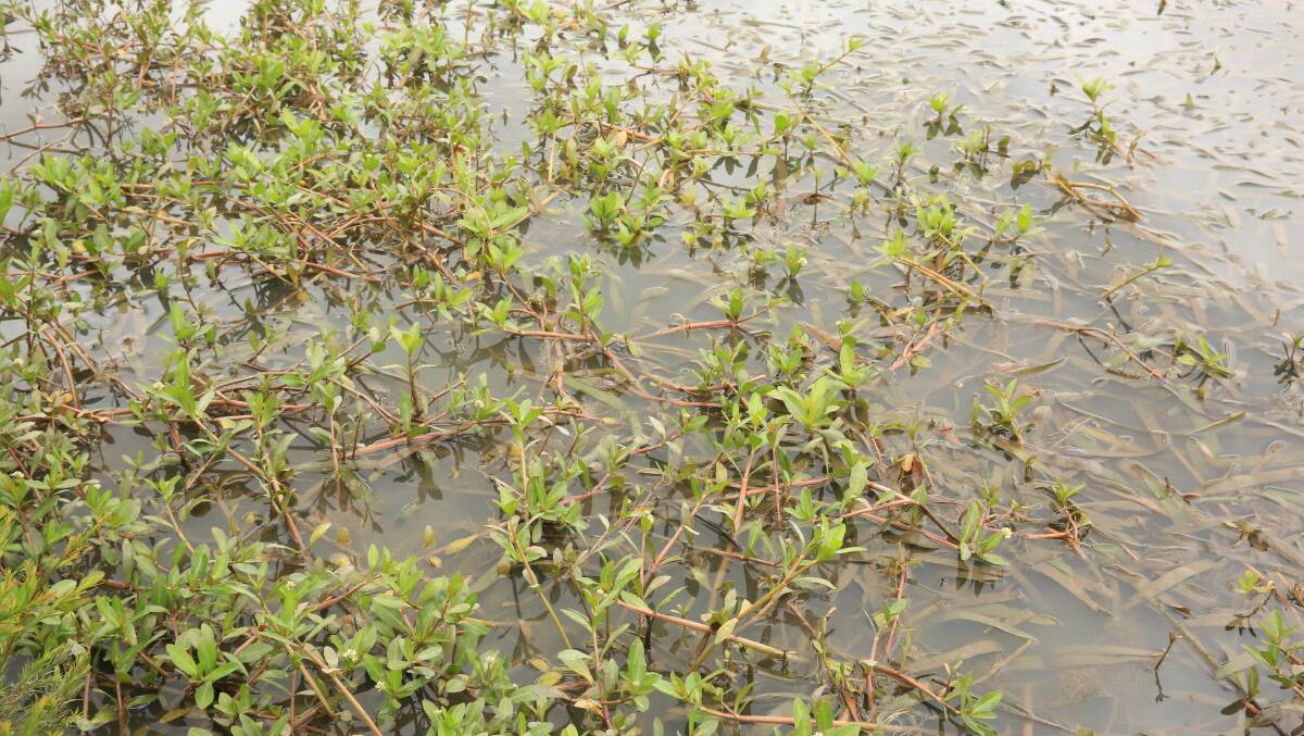 An alligator weed infestation. Picture: AGRICULTURE VICTORIA