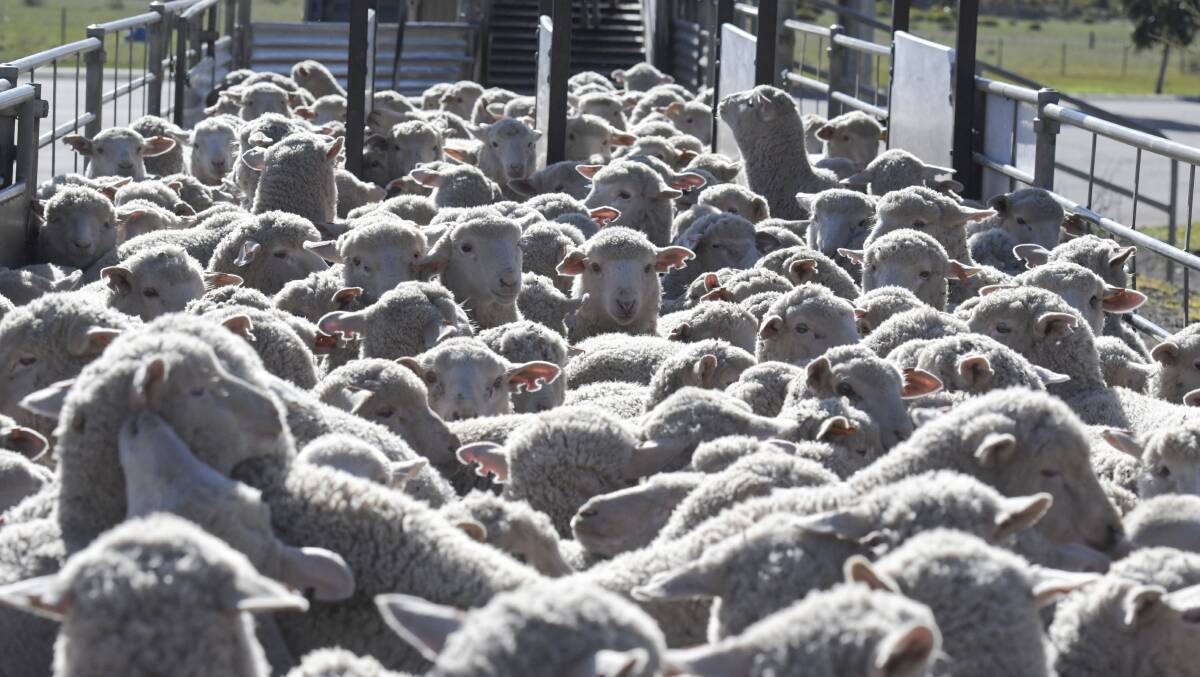 Sheep at the Bendigo Livestock Exchange. Picture: NONI HYETT