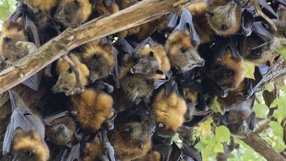 Flying foxes in Rosalind Park. Picture: NONI HYETT