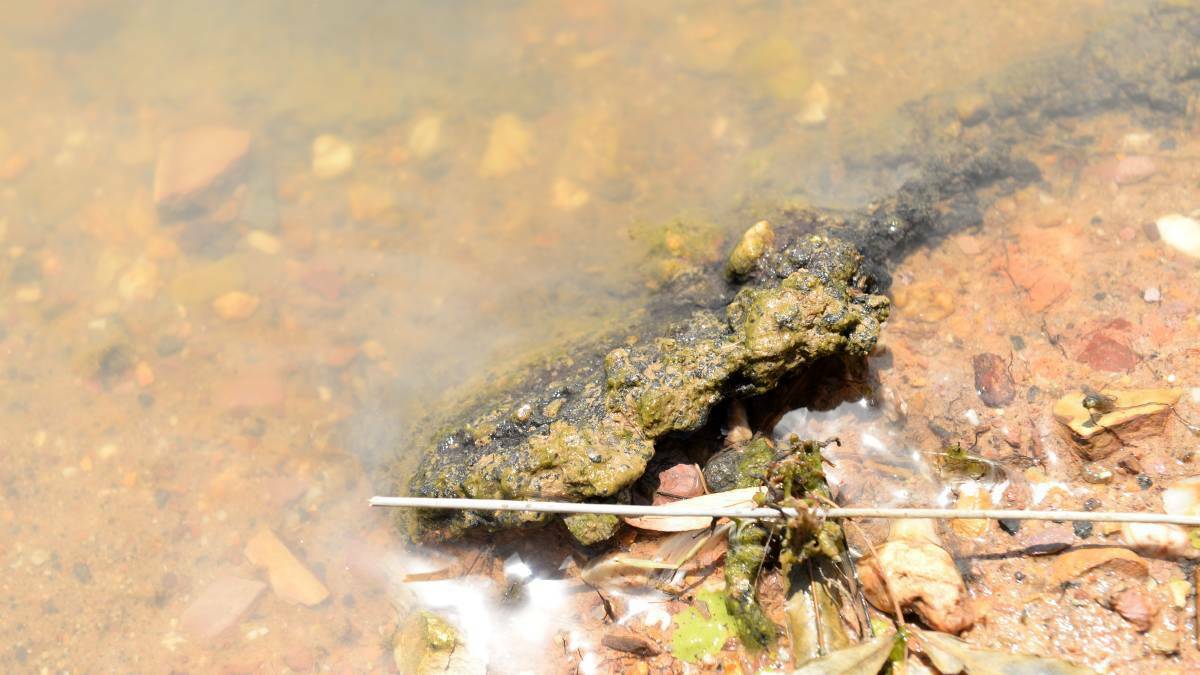 Blue-green algae found in the Loddon area