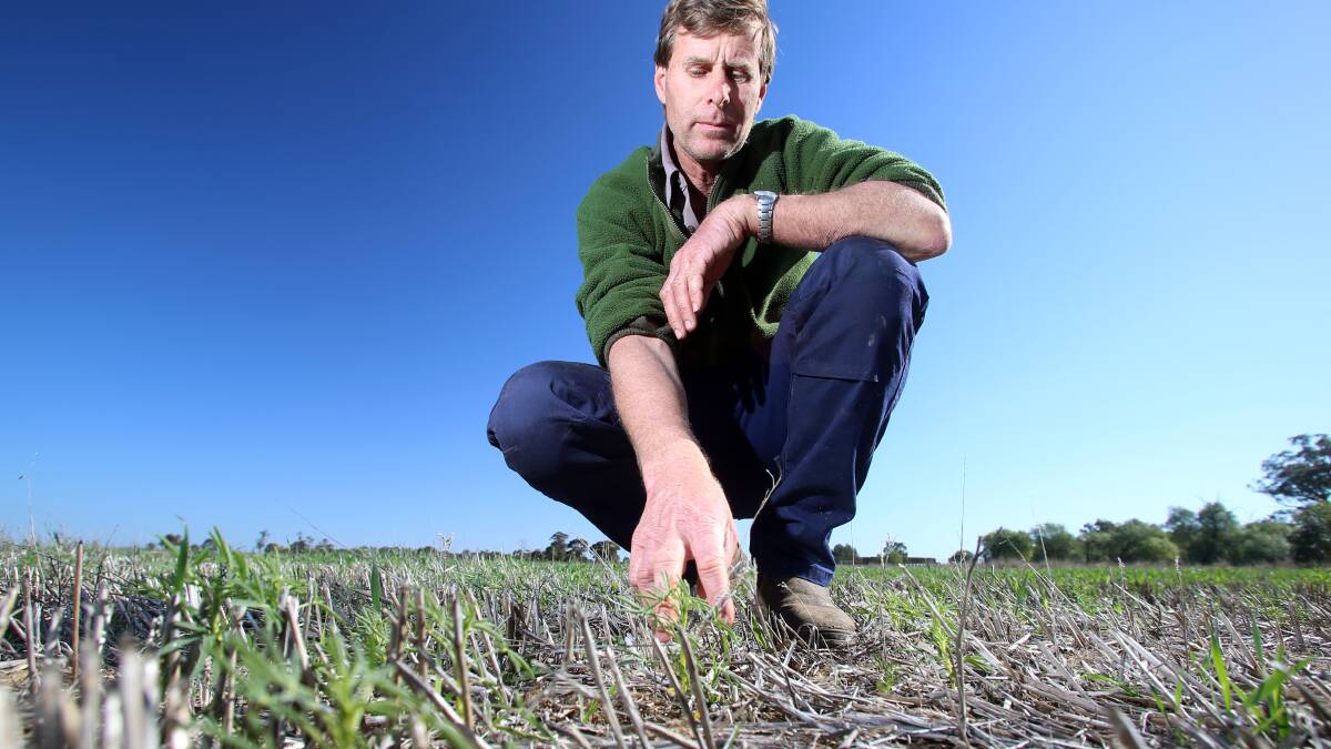 David Johnson examines the dry on his Elmore farm earlier in 2018. Picture: GLENN DANIELS.