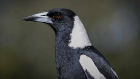 Swooping? This magpie just wants to protects its young. Picture: ALEX ELLINGHAUSEN