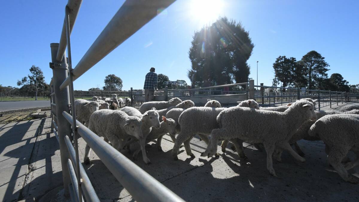 Sheep and lambs at the Bendigo Livestock Exchange in 2018. Picture: NONI HYETT
